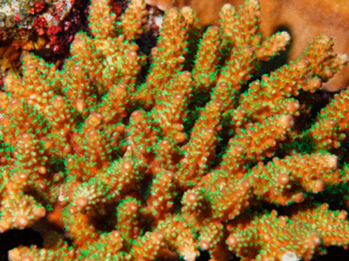 サンゴのポリプ.jpg