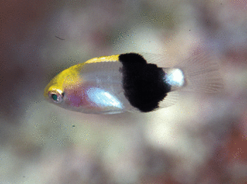 474-7キツネベラ幼魚.gif