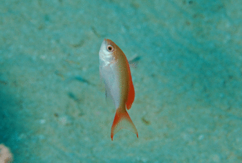 ケラマハナダイ幼魚.gif
