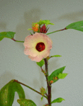 ローゼルの花.gif