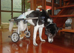 犬の車椅子.jpg